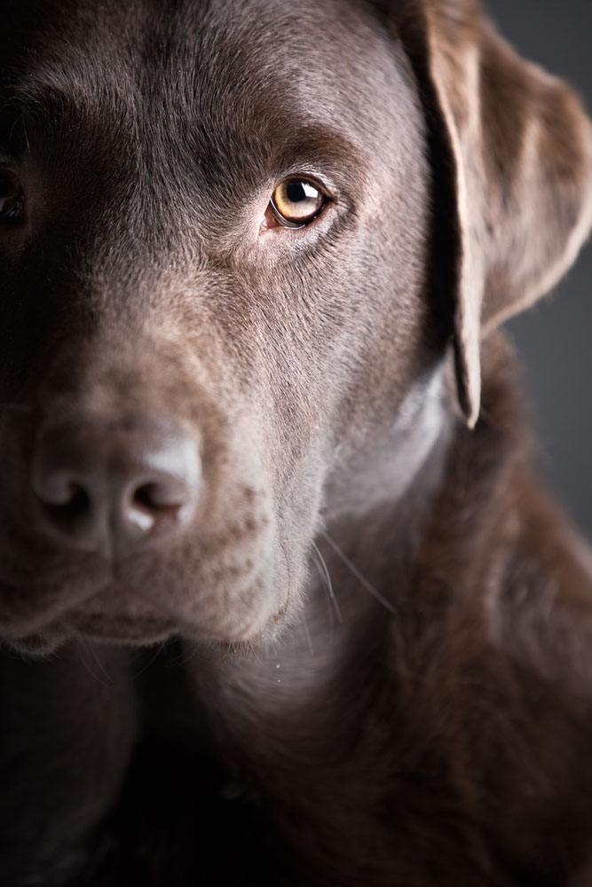 mature chocolate lab