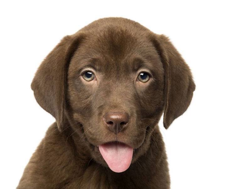 chocolate labrador retriever puppy watching you