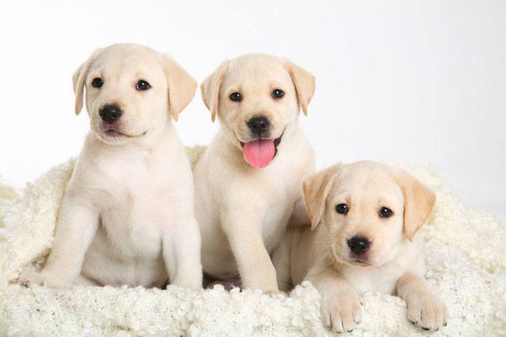 labrador retriever puppies  that can't wait to play