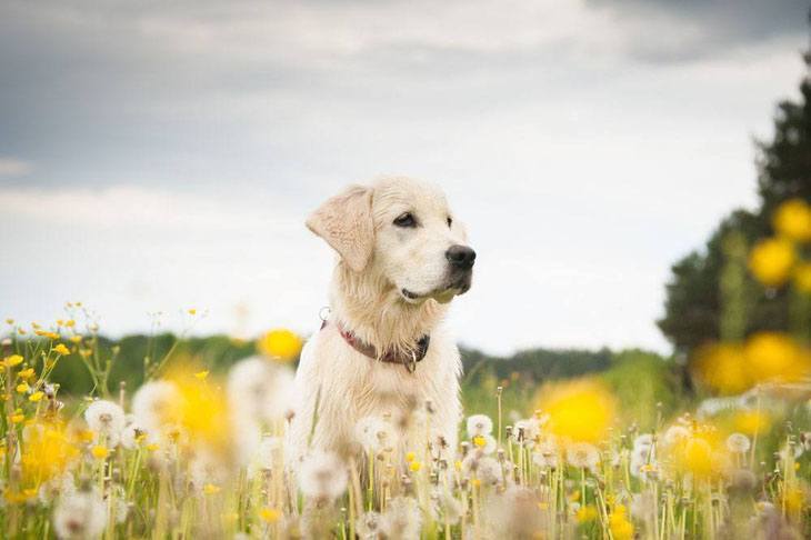 yellow lab enjoying the outdoors