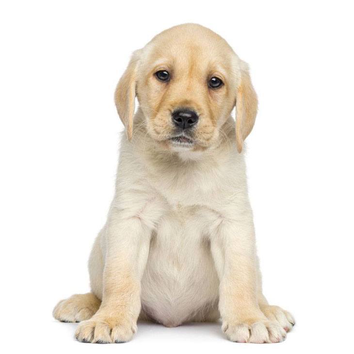 yellow lab puppy waiting to be fed