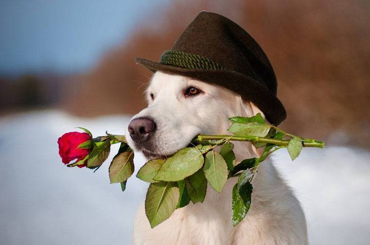 yellow lab with a rose