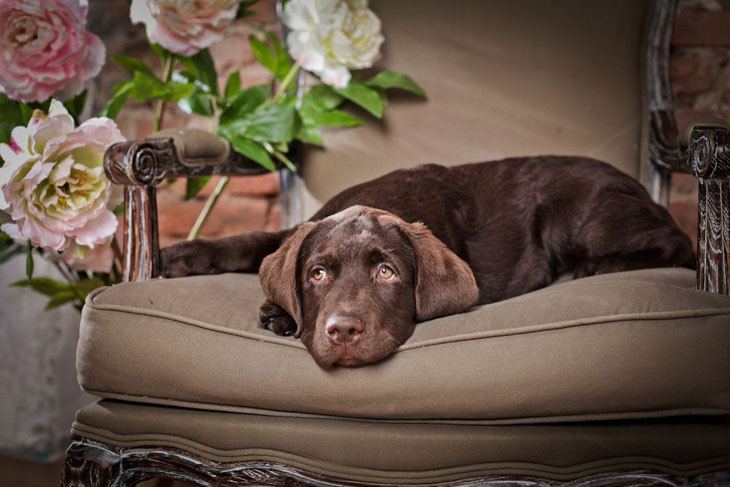 lonely labrador retriever puppy