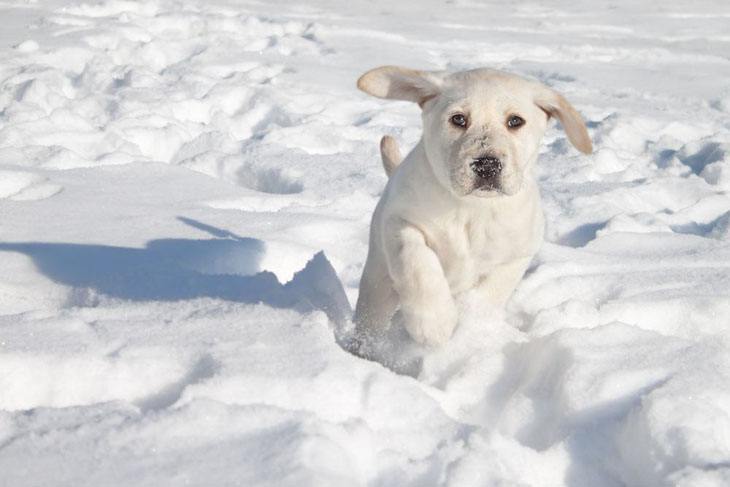 young lab puppy running thru snow