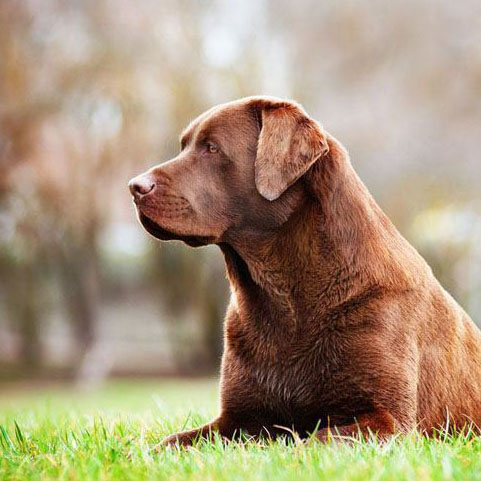 Labrador retriever laying in field