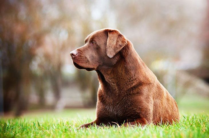 labrador retriever waiting to go out hunting