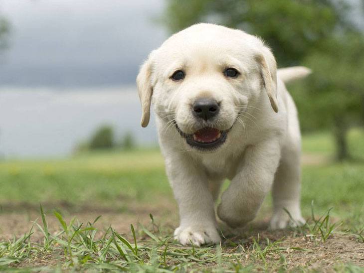 lab puppy being nosey