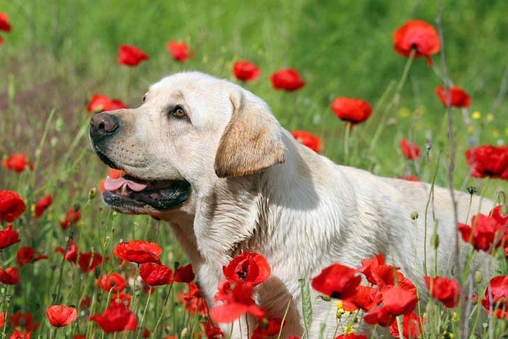 yellow lab walking thru meadow