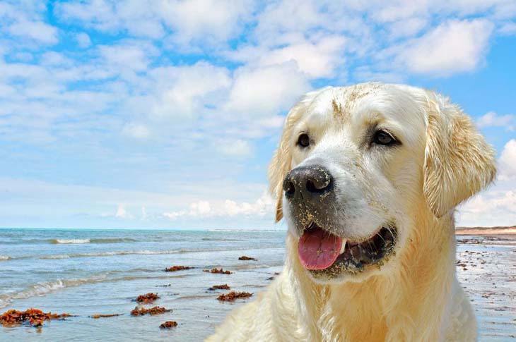 yellow lab after a swim at the beach