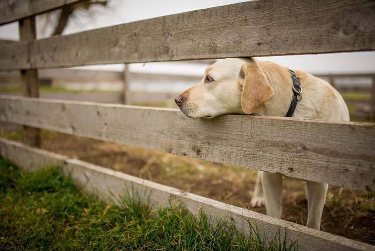 labrador retriever waiting for his master to come home