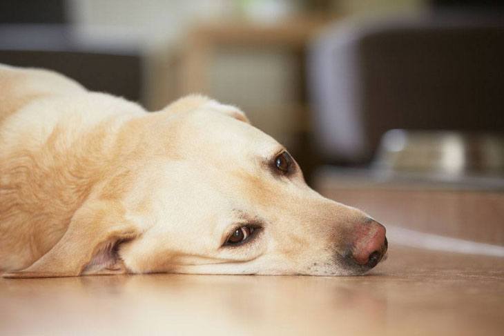 lonely yellow lab