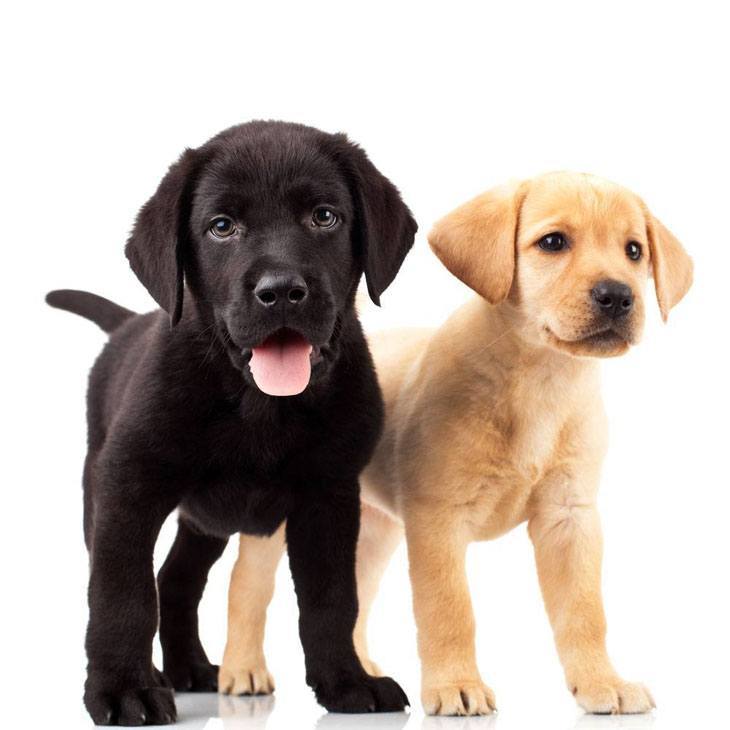 labrador retriever puppies looking for a playmate