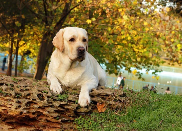 beautiful mature yellow lab