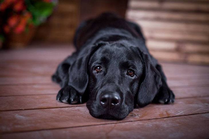 black lab taking a rest