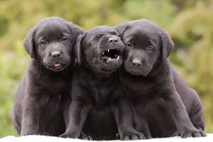 labrador retriever puppies wanting to play