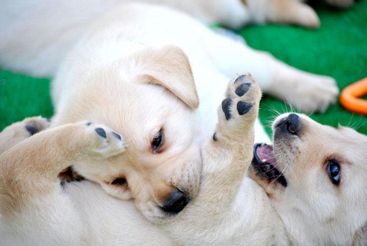 cute picture of labrador retriever puppies playing