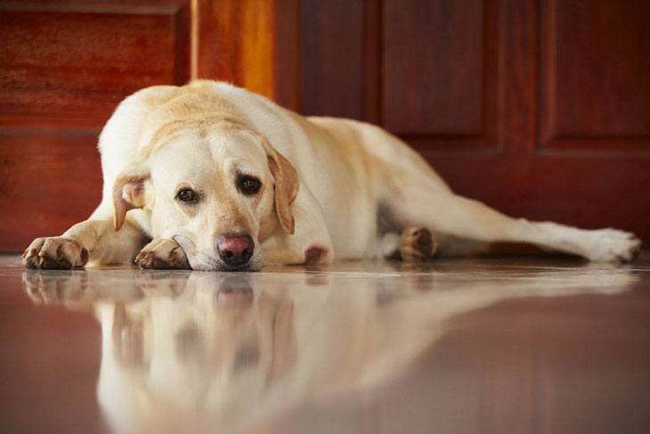 mature labrador retriever taking a rest