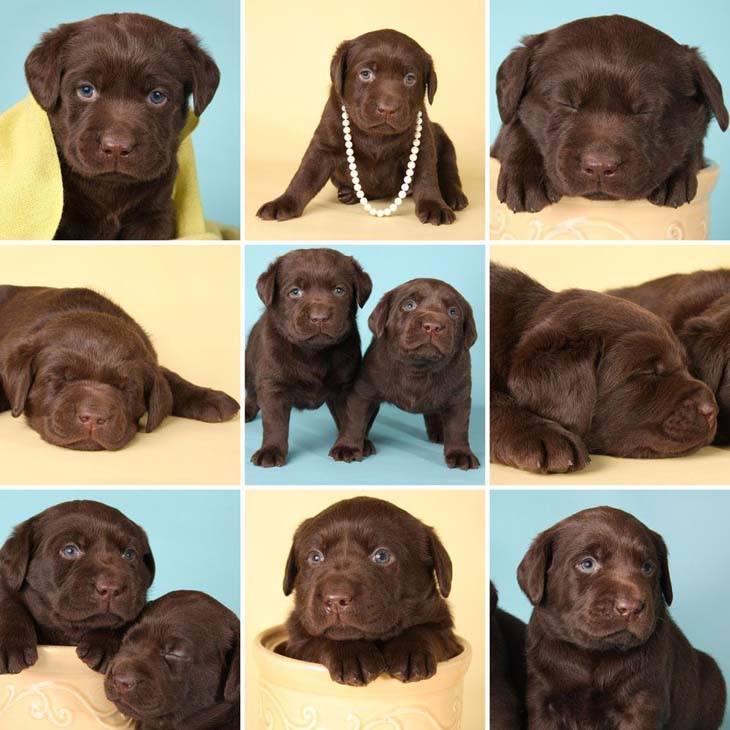 chocolate lab puppy ready to play