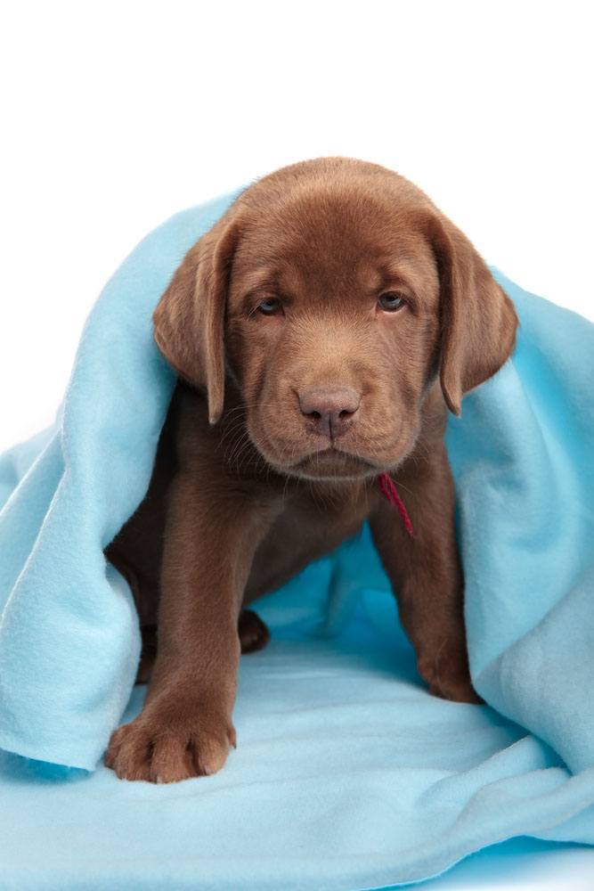 lab puppy wants to play with you