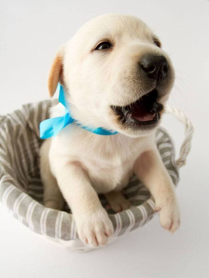 labrador retriever puppy looking for a kiss