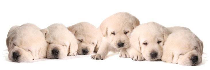 picture of labrador retriever puppies taking a nap