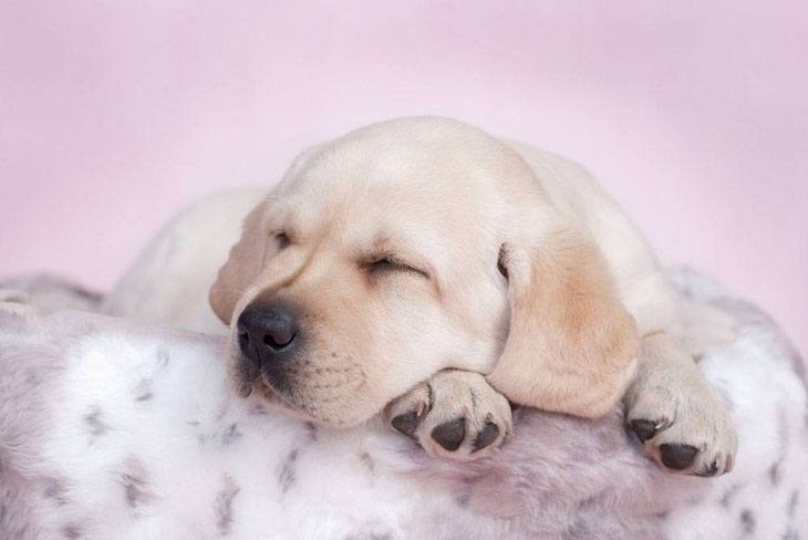 cute picture of labrador retriever  napping