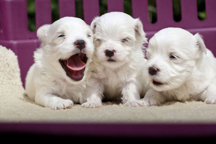 three newborn pups are ready to play