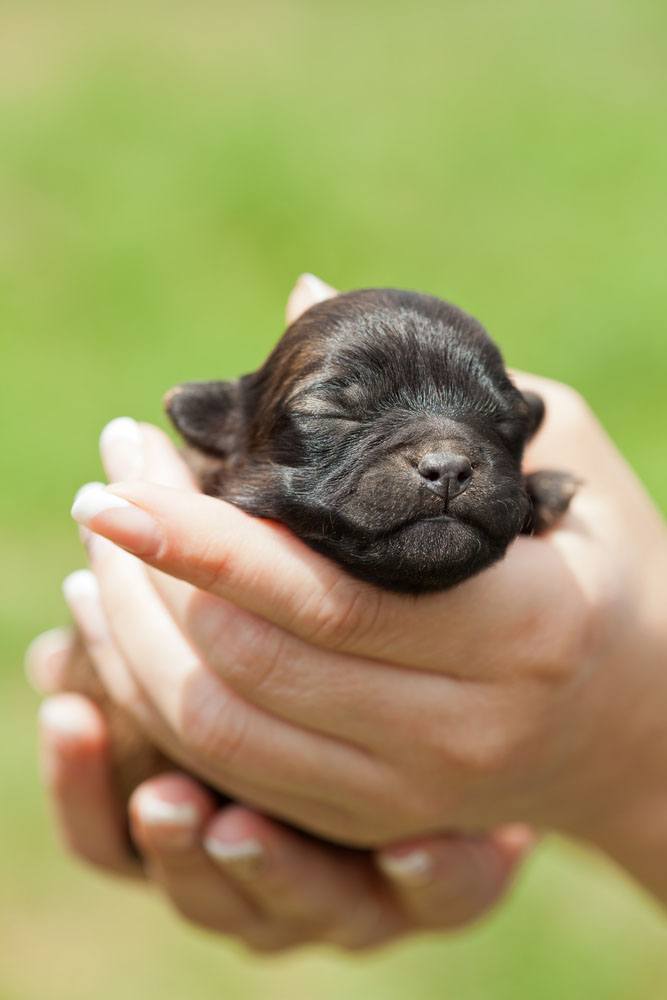 cute newborn puppy starting to get hungry