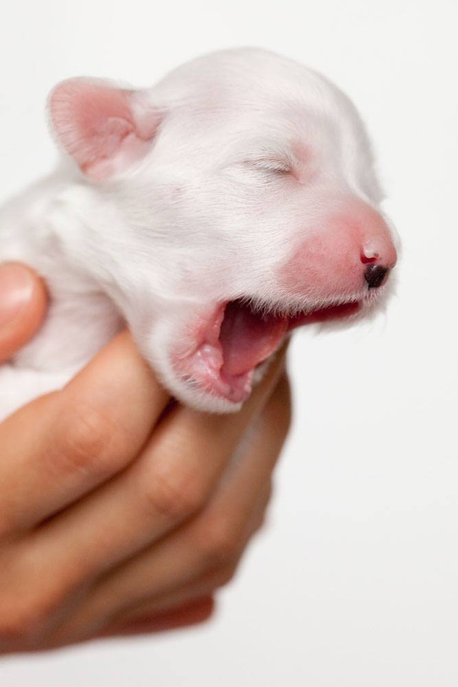 newborn puppy just waking up