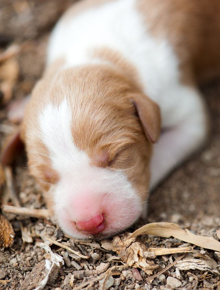 sleeping newborn puppy