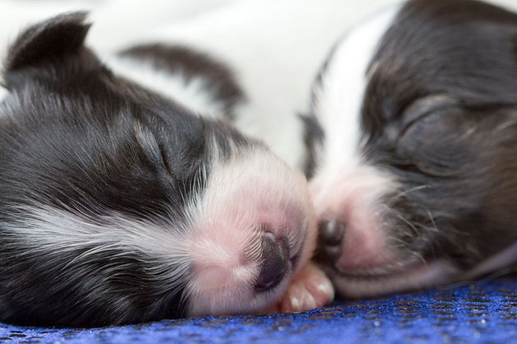 papillon puppies snuggling together