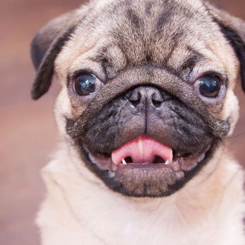 Cute pug puppy smiling for camera
