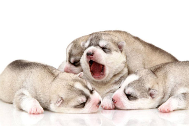 husky puppy newborn sleeping