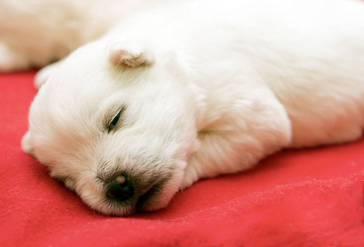 west highland terrier newborn fast asleep