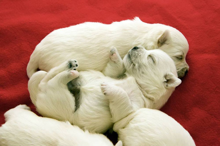 west highland terrier newborns taking a nap
