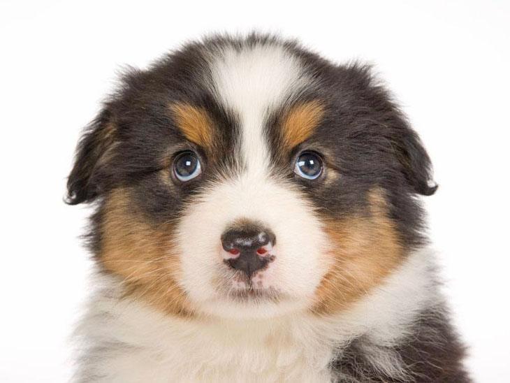 australian shepherd watching you