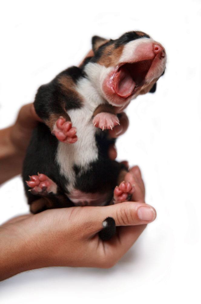 bernese mountain dog yawning