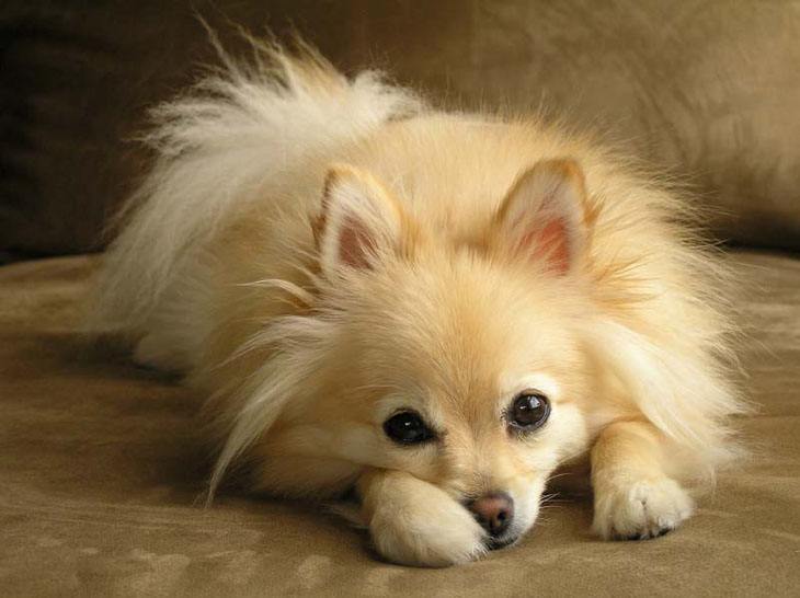 pomeranian watching you