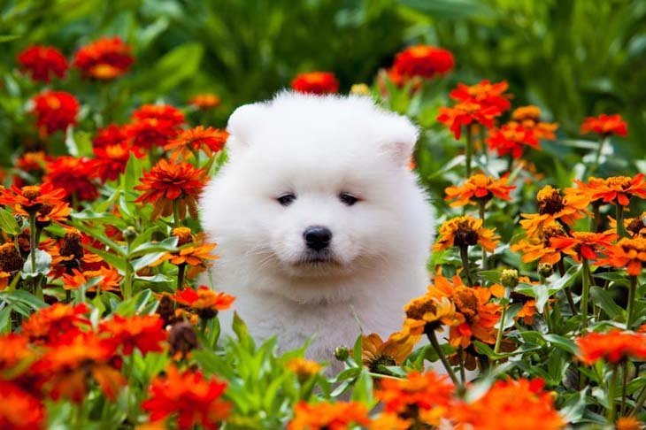 samoyed puppy playing in a flower field