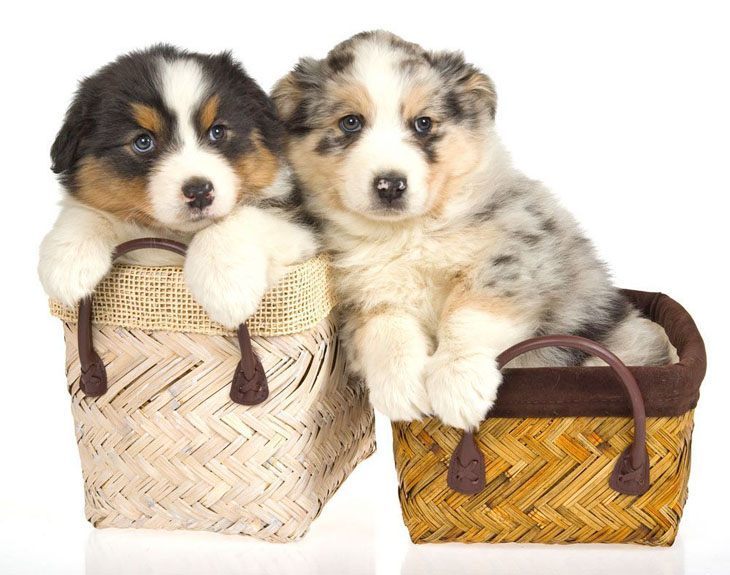 australian shepherd puppies looking for some fun