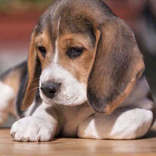 cute beagle ready for a nap
