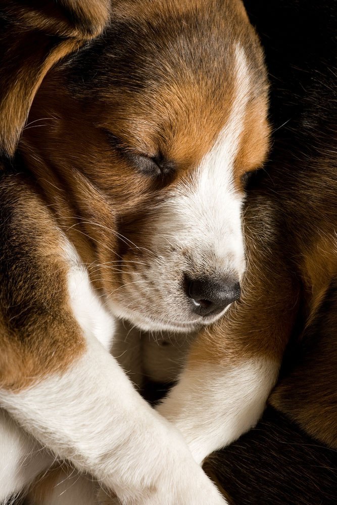 beagle napping after a walk