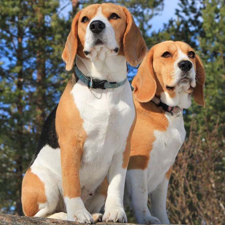beautiful beagles out on a walk