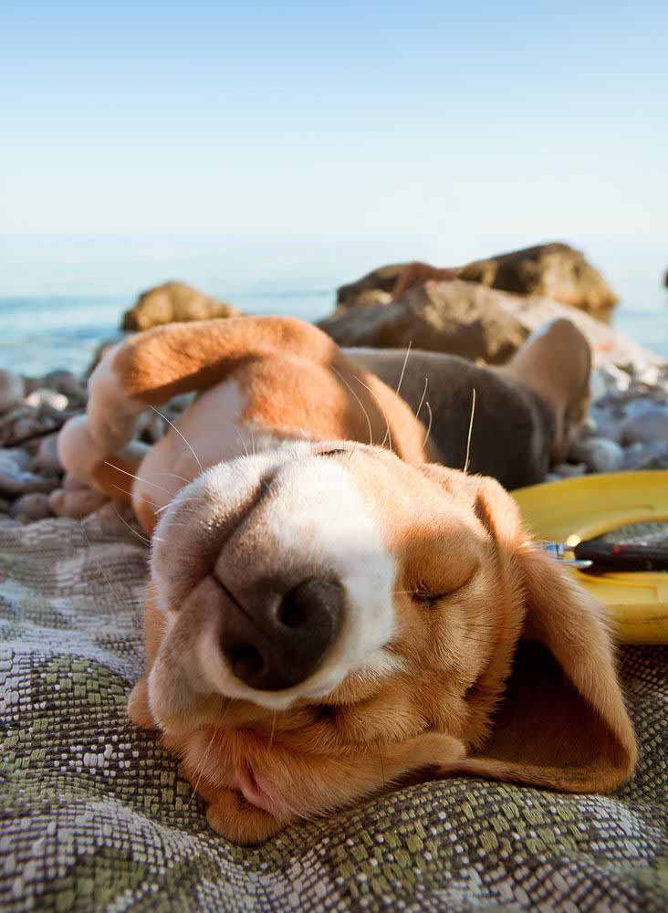 beagle pup taking a nap at the beach