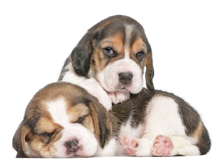 beagle puppies taking a nap