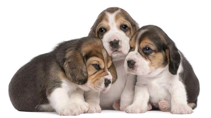 beagle puppies lookin for some loving