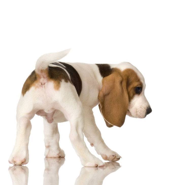 cute beagle puppy looking for a treat