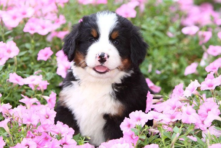 bernese mountain puppy in a flower field
