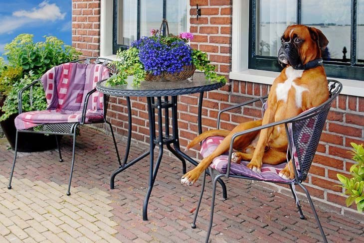 boxer dog lounging around