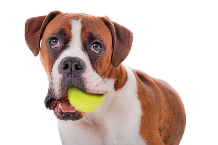 boxer dog waiting to play catch